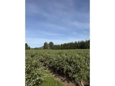 This is an incredible opportunity to own a piece of paradise. A beautiful 10 acre blueberry farm in...