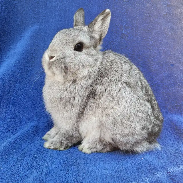 EXTRAORDINARY NETHERLAND DWARF,  HOLLAND LOP, LIONHEAD, MINI REX in Small Animals for Rehoming in City of Toronto - Image 5