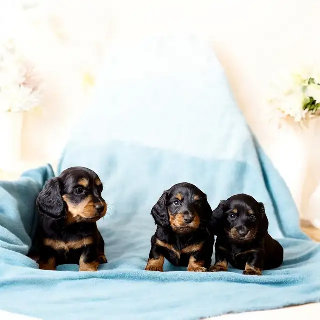 Mini Dachshund Puppies – Ready to go now in Dogs & Puppies for Rehoming in Cornwall - Image 3