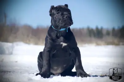Presa Canario Puppies, View more