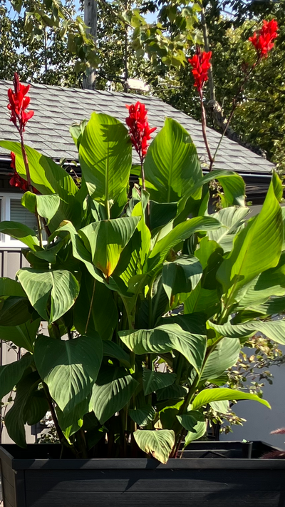 Canna lily bulbs. Red. Plant now and they should bloom by May long weekend. $5 for one large bulb or...