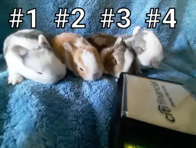 Good Featured Purebred Netherland Dwarf baby bunny rabbit, #Grea, View more