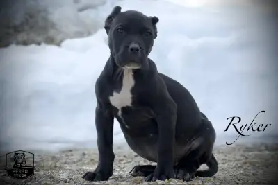 Purebred Presa Canario Puppies, View more