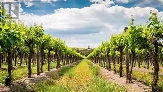 This Fantastic 75 Acres of Vineyard is situated within Four Mile Creek and Niagara On The Lake.The V...