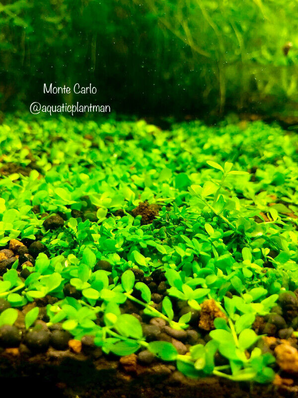 Aquarium aquatic plants moss bucephalandra *huge list* in Fish for Rehoming in Markham / York Region - Image 3
