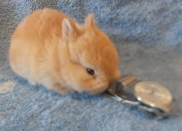 Top Featured Purebred Netherland Dwarf, Holland Lop, bunny rabbi in Small Animals for Rehoming in Kitchener / Waterloo - Image 2