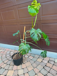 Monstera Plants (houseplant) Cornwall Ontario Preview