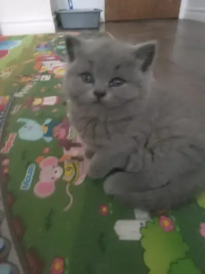 Scottish straight blue kittens registered in CCA/AFC, View more