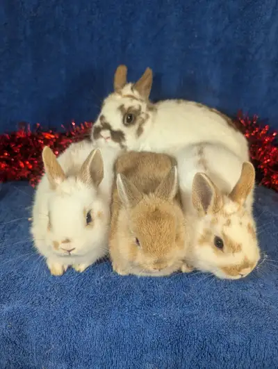 Bébés lapins nains neerlandais, bélier, tête de lion, mini rex, View more