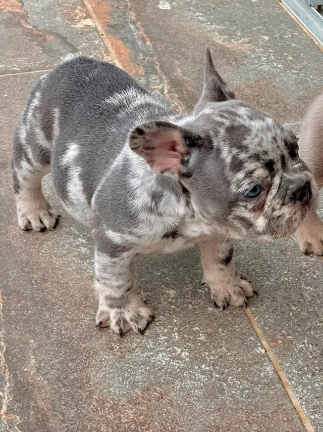Lilac merle and tan female, carries testable and fluffy genes in Dogs & Puppies for Rehoming in City of Toronto - Image 4