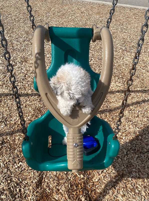 Small dog for sale Animal & Pet Services Mississauga / Peel Region