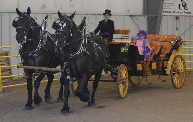 wagon & carriage rides in Wedding in Ottawa - Image 2