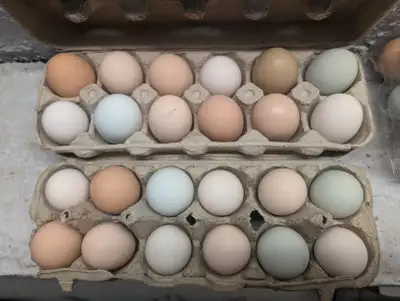 Oeufs fécondés Maran, Easter Egger, olive egger, Ameracauna mix de couleur...bleu, vert, brun, rose,...
