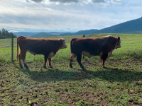 hereford/red angus Bull for sale