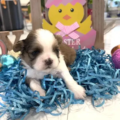 Just the Cutest Shih tzu Puppy's, View more