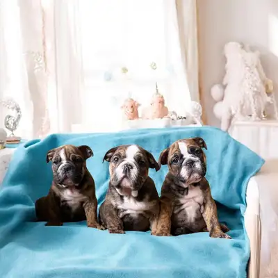 FINANCING AVAILABLE – Up to 60 months! Owning your dream English Bulldog has never been easier! We c...