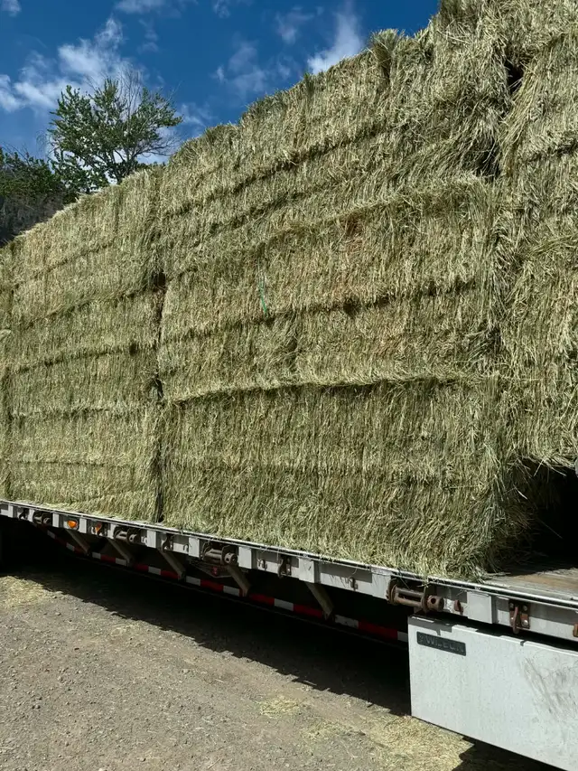Timothy / Alfalfa /mix hay in Livestock in Penticton - Image 10