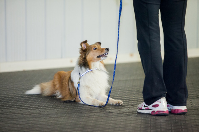 Dog Training Obedience, Agility, Private Lessons and Puppy Class in Animal & Pet Services in London - Image 2