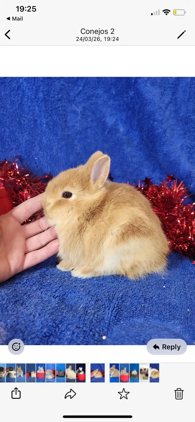 EXTRAORDINARY NETHERLAND DWARF & HOLLAND LOP BUNNY RABBITS in Small Animals for Rehoming in Terrace - Image 7