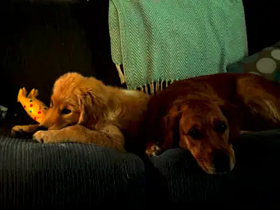 Golden Retriever Puppy, View more