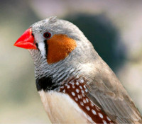 ZEBRA FINCH AVAILABLE AT PETS KINGDOM