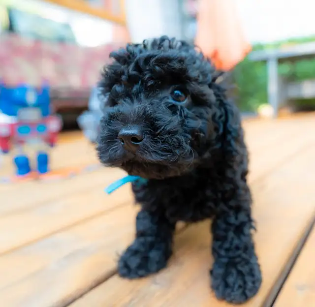 Silver Phantom Shi-Poo puppies - Ready for Adoption in Dogs & Puppies for Rehoming in Owen Sound - Image 13