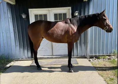 2020 unraced thoroughbred  gelding, View more