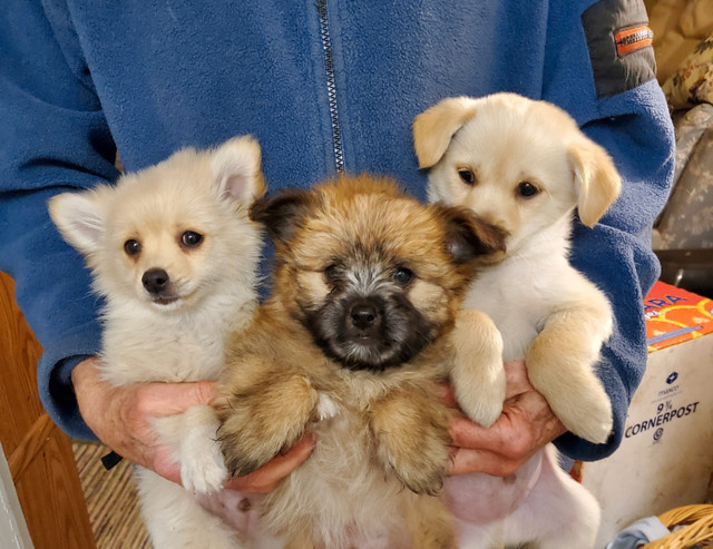 Pomeranian / Chihuahua puppies for sale in Dogs & Puppies for Rehoming in City of Toronto - Image 2