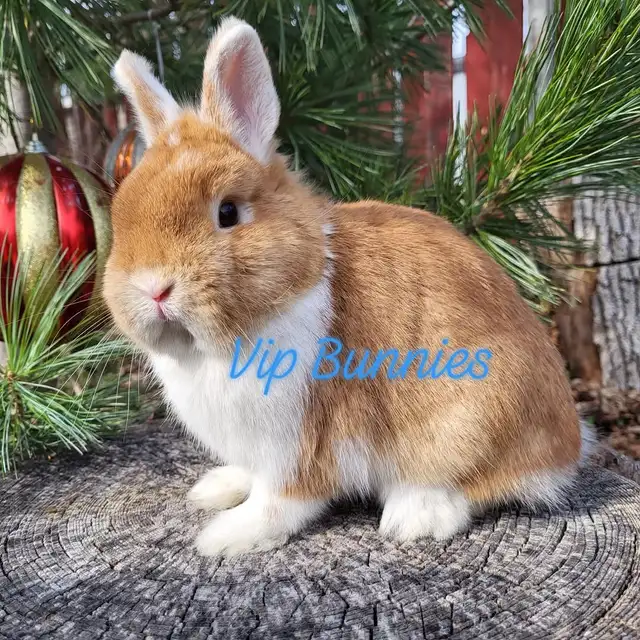 EXTRAORDINARY NETHERLAND DWARF, HOLLAND LOP,  LIONHEAD BUNNIES in Small Animals for Rehoming in Ottawa - Image 7