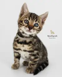 Bengal Kitten TICA registered