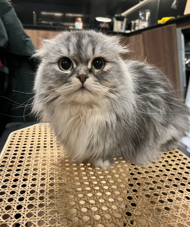 *RARE* Long Hair Scottish Fold x Ragdoll Cat in Cats & Kittens for Rehoming in Delta/Surrey/Langley
