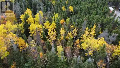 Looking for a peaceful spot to call your own? This uncleared lot in South Brook offers the perfect s...