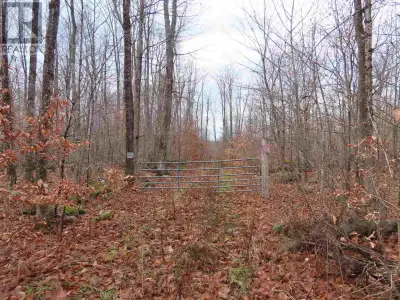 100 Acre hardwood Lot on Q and R Line township Road Allowance Hardwood sugar maples , trails, huntin...