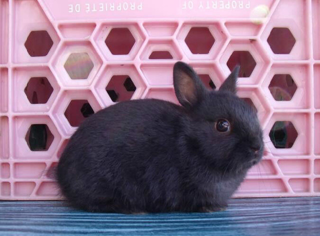 Nouvelle portée de bébés lapins Nain Polonais dans Petits animaux à adopter  à Laurentides - Image 3