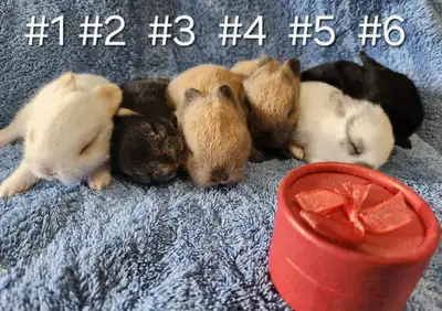 Great Featured Purebred Netherland Dwarf, Holland Lop, Hotot bun, View more