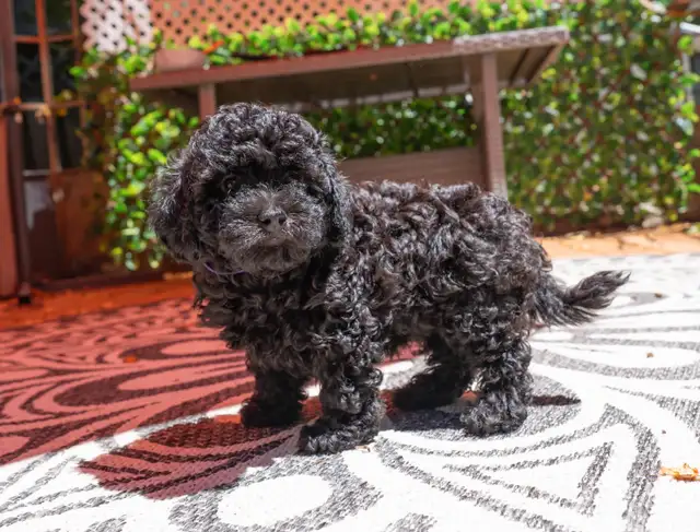 Silver Phantom Shi-Poo puppies - Ready for Adoption in Dogs & Puppies for Rehoming in Owen Sound - Image 5