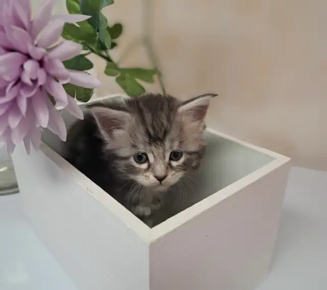 Chatons Maine Coon TICA in Cats & Kittens for Rehoming in Québec City - Image 5
