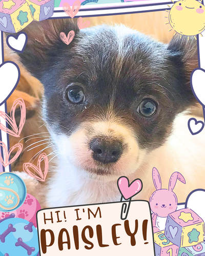⭐ Meet Paisley , Our Little Graduate! ⭐ Paisley is a delightful, fun and adventurous little girl ❤️S...