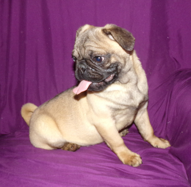 ***HANDSOME PUG PUP***GARFIELD*** in Dogs & Puppies for Rehoming in Regina