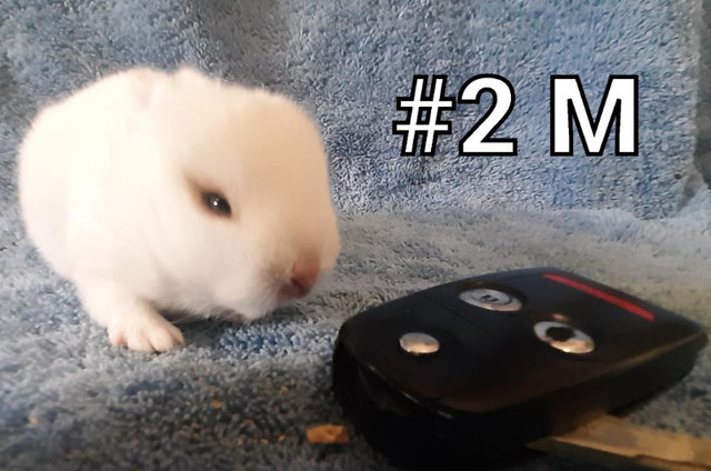 Good Featured Purebred Netherland Dwarf, Holland Lop, bunny rabb in Small Animals for Rehoming in London - Image 3