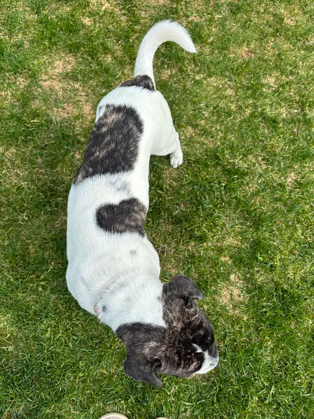 6 month old bulldog cross in Dogs & Puppies for Rehoming in Edmonton - Image 5
