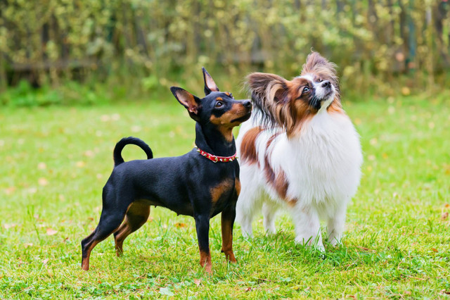 Small doggy daycare in Animal & Pet Services in Markham / York Region