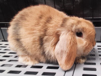 Beautiful Purebred Holland Lop baby bunny rabbit baby 8 weeks yo St. Catharines Ontario Preview