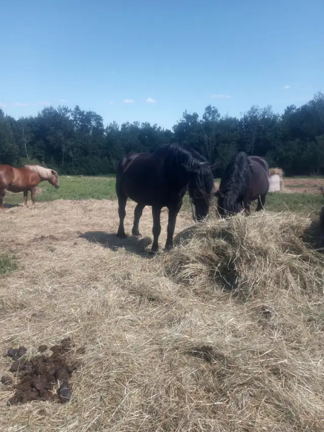 PERCHERON MARE in Horses & Ponies for Rehoming in Annapolis Valley - Image 3