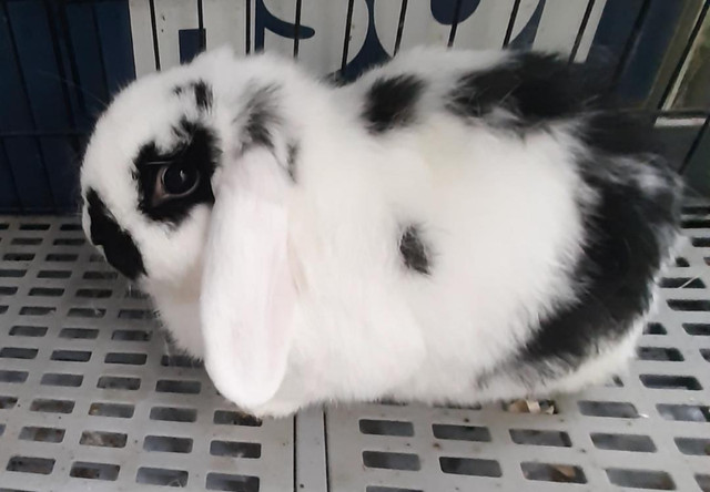 Top Featured Purebred Holland Lop baby bunny rabbit, #Great for in Small Animals for Rehoming in Kitchener / Waterloo - Image 2