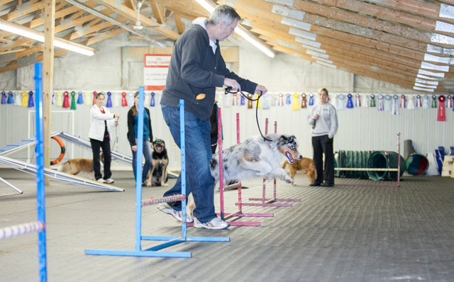 Dog Training Obedience, Agility, Private Lessons and Puppy Class in Animal & Pet Services in London - Image 4