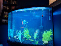 Fish tank 36 gallon