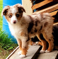 BLUE EYED ASDR RED MERLES  TOY AUSTRALIANS girls