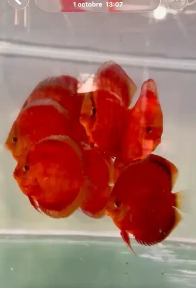Une douzaine de Discus asiatiques disponibles 3 1/2 à 5 pouces Bleu Diamond Red cover Super éruption...