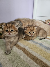 PureBred Elite British Shorthair kittens are born!!!